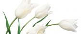 Beautiful white flowers - symbol of spring