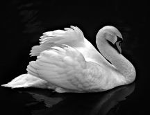 Beautiful white swan in a dark room - HD wallpaper