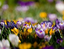 Yellow and purple spring flowers - beautiful nature
