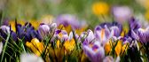 Yellow and purple spring flowers - beautiful nature
