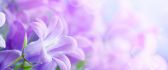 Beautiful purple spring flowers - HD wallpaper