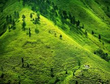 Beautiful green meadow - fresh spring air at the mountain