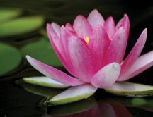 Wonderful pink Lotus flower on the water - HD wallpaper