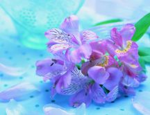 Delicate spring flower on a blue velvet - HD wallpaper