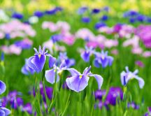 Field full of wonderful spring flowers - Macro HD wallpaper