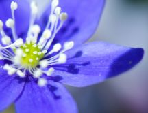 Little blue magic flower - HD macro spring wallpaper