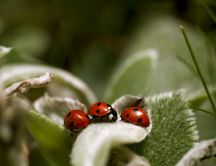 Little ladybugs on the green plant - HD macro wallpaper