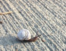 A snail on the beach - good morning sunshine