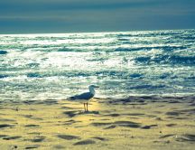 A seagull on golden sand early in the morning - HD wallpaper
