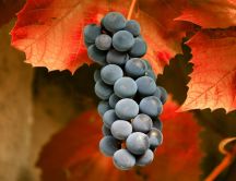 The autumn fruit - delicious grape