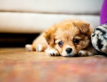 Little puppy on the floor - HD wallpaper