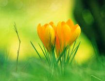 Three beautiful yellow tulips in the green garden