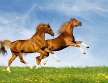 Two beautiful brown horses run in the nature