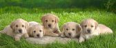 Five sweet little puppies - love and happiness