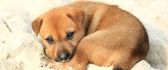 Brown puppy play with sand - HD wallpaper
