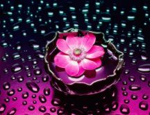 Pink flower in the water - artistic wallpaper