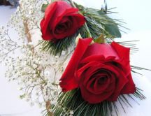 Red roses - the most beautiful flowers