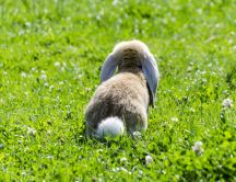 Funny bunny tail - beautiful animal playing in the grass