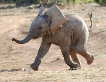 Happy little elephant - discover the world