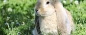 Little fluffy bunny in the garden - HD wallpaper