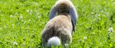 Funny bunny tail - beautiful animal playing in the grass