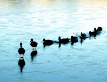 Ducks dancing on the frozen lake