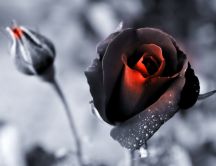 Black and red rose - wonderful romantic flower