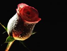Red rose in a dark room - HD free wallpaper