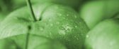 Green apples with fresh water drops - HD macro wallpaper