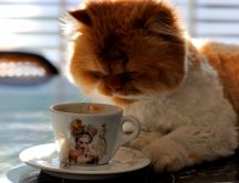Big fluffy cat drinking coffee in the morning