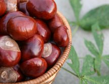 Delicious chestnuts - the autum's fruits