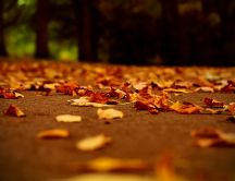 Beautiful autumn cover - hundreds of leaves on the path