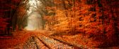 Railroad full with autumn leaves - HD wallpaper