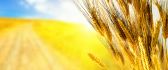 Golden wheat field -  Beautiful HD wallpaper