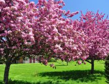 Beautiful trees in blossom - pink flowers