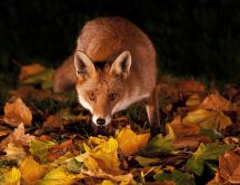 Brown foxy in the forest - beautiful HD wallpaper