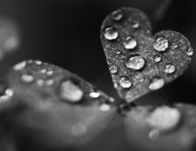 Big water drops on the heart leaf - Grey HD wallpaper