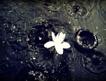 Beautiful white flower in the rain - big water drops