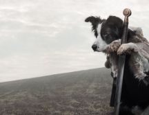 King dog - funny wallpaper- winter is coming
