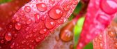 Big water drops on the red leaves - Macro HD wallpaper