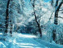 White path through the forest - Magic winter moments