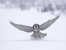 Big grey owl landing in the snow - HD winter wallpaper