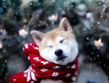 Beautiful and funny husky in the winter time