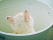 Little white cat inside the cup