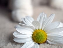 White daisy on the floor - HD flower wallpaper