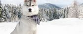 Beautiful grey Husky in the mountains - HD winter wallpaper