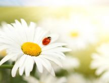 Ladybug and the beautiful white flower - Spring season