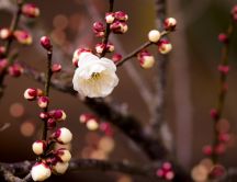 Blossom flowers - spring season and perfume