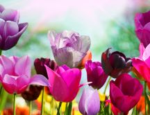 Pink and Purple tulips - beautiful flowers in the garden