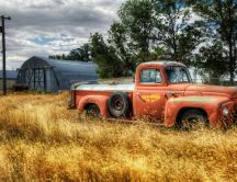 Old orange truck in the middle on the wheat